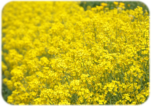 �͂��݂@�F���@�啪���@�F���s�@�I���@�J�t�F�@cafe